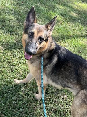 Ingrid, German Shepherd Dog, adult, available for adoption