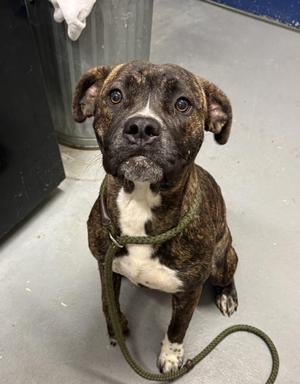 Tinker Bell, Pit Bull Terrier / Boxer, young, available for adoption