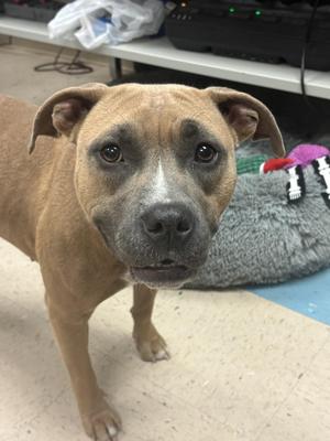Darla, Pit Bull Terrier, adult, available for adoption