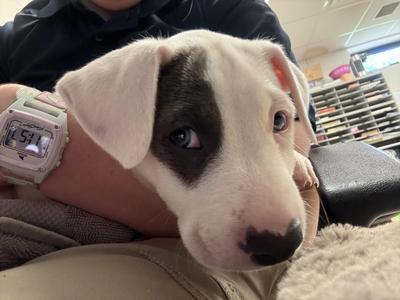 Pete, American Staffordshire Terrier, puppy, available for adoption