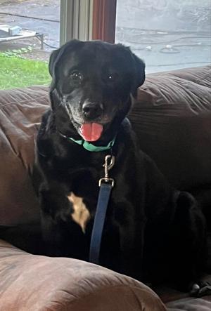 Rescue Raven, Labrador Retriever, adult, available for adoption