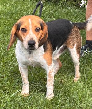 PTH Leo, Beagle, adult, available for adoption