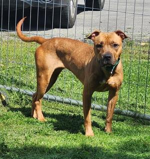 PTH Morgan, American Pit Bull Terrier, adult, available for adoption
