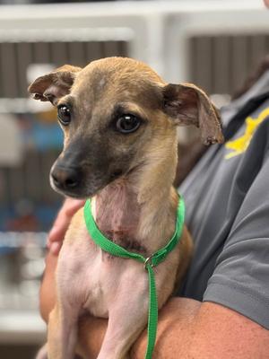 Dobby, Chihuahua, adult, available for adoption