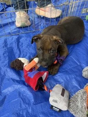 Colette, Terrier / Mixed Breed, puppy, available for adoption