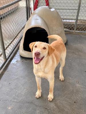 Blue, Labrador Retriever / Mixed Breed, young, available for adoption