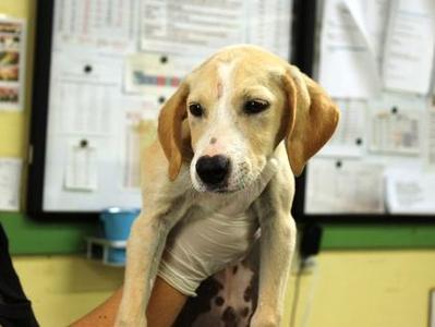 Crimson, Labrador Retriever / Mixed Breed, puppy, available for adoption