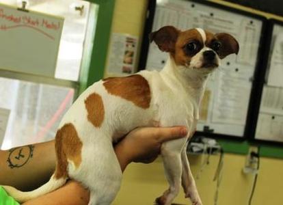 Chispa, Chihuahua / Mixed Breed, young, available for adoption