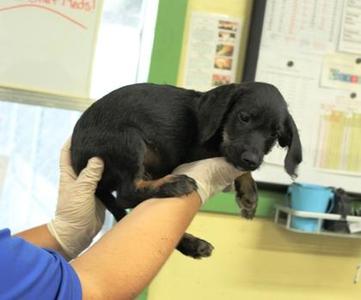 Brad, Labrador Retriever / Poodle, puppy, available for adoption