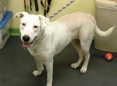 Candy, Labrador Retriever / Shepherd, puppy, available for adoption