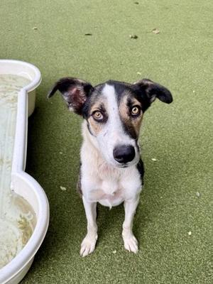Bow, Terrier / Mixed Breed, young, available for adoption