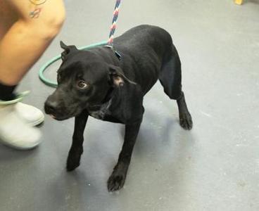 Buster, Labrador Retriever / Mixed Breed, young, available for adoption