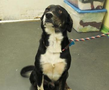 Dallas, Border Collie / Labrador Retriever, young, available for adoption