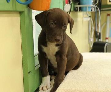 Barkula, Labrador Retriever / Mixed Breed, puppy, available for adoption