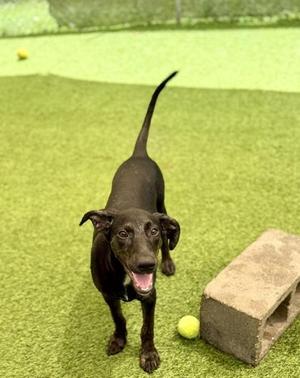 A black dog standing on green artificial grass, with its tail raised and mouth open, looking happy. A yellow tennis ball and a concrete block are nearby.