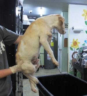Casper, Labrador Retriever / Mixed Breed, puppy, available for adoption