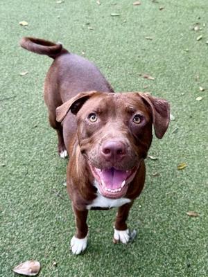Bailey, American Staffordshire Terrier / Mixed Breed, young, available for adoption