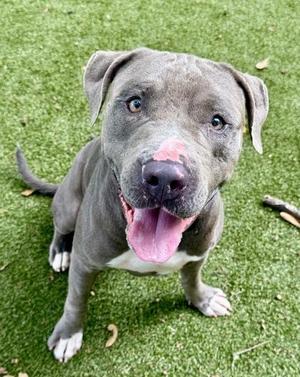 Bruce, Terrier / Mixed Breed, adult, available for adoption