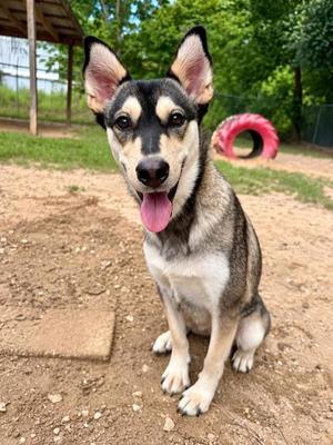 April, Siberian Husky / Mixed Breed, young, available for adoption
