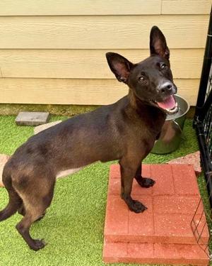 Blossom, Belgian Shepherd / Malinois / Terrier, adult, available for adoption