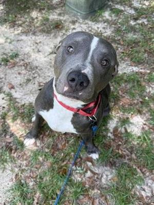 A black and white dog with a red collar and blue leash, sitting on grass and looking up at the camera.
