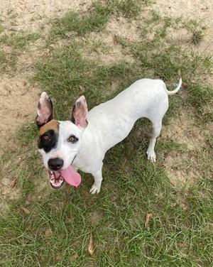 A white dog with a black and brown patch on its face, standing on grass and looking up with its tongue out.