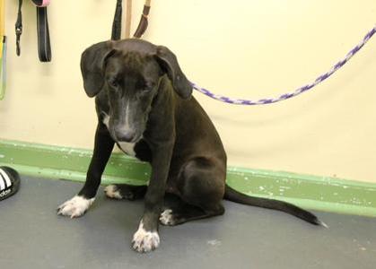 Coco, Labrador Retriever / Hound, young, available for adoption