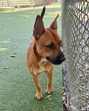 Boone, Terrier / Mixed Breed, young, available for adoption