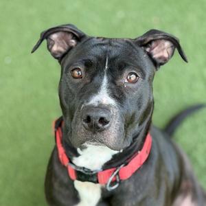 A black and white dog with a red collar, looking directly at the camera on a green background.