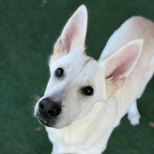 Momo, German Shepherd Dog Mix, adult, available for adoption