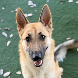 A close-up of a German Shepherd dog with a happy expression, standing on a green surface with white petals scattered around.