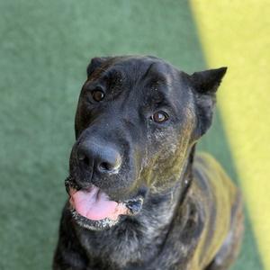 A close-up of a brindle dog with its tongue hanging out, looking slightly upwards.
