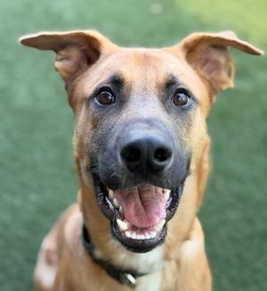 A close-up of a happy dog with a brown coat and black muzzle, smiling with its mouth open, showing its teeth. The dog has large, upright ears and is wearing a collar. The background is a green, grassy surface.