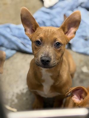 Cafe Mocha, Pit Bull Terrier Mix, puppy, available for adoption
