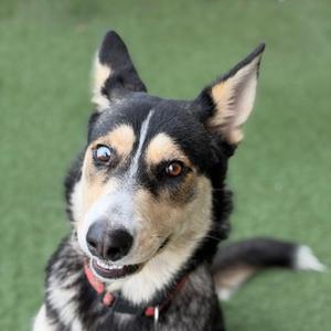 A close-up of a dog with black, tan, and white fur, wearing a red collar, looking up with its ears perked up on a green surface.