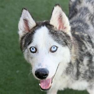 Titan, Siberian Husky Mix, adult, available for adoption