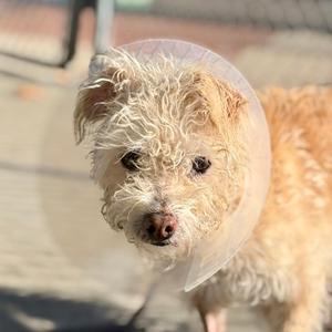 a wet dog wearing a cone