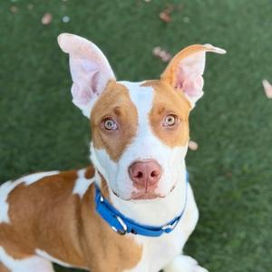 Huey, American Pit Bull Terrier Mix, young, available for adoption