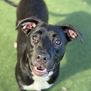 A black and white dog with floppy ears looking up at the camera on a green surface.