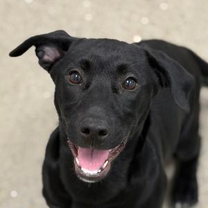 Perdue, Jack (Parson) Russell Terrier and Labrador Retriever, puppy, available for adoption