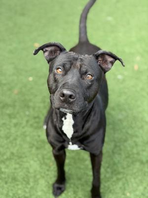 Kara, Pit Bull Terrier Mix, adult, available for adoption