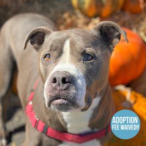 Mackie, American Pit Bull Terrier Mix, senior, available for adoption