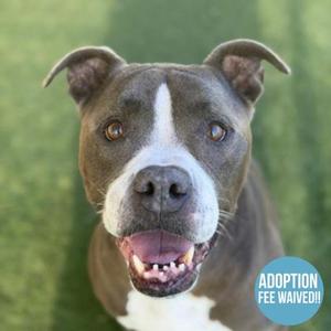 A close-up of a gray and white dog with brown eyes and a black nose, looking directly at the camera with its mouth open and tongue visible. The background is a blurred green surface. A blue circular badge in the bottom right corner reads "ADOPTION FEE WAIVED!!".