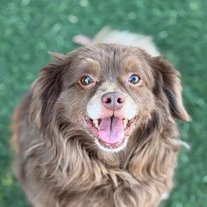 A brown dog with long fur and a happy expression, its mouth open and tongue out, standing on a green grassy surface.