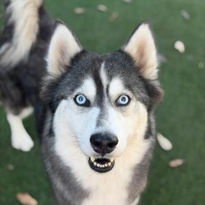 Lumi, Siberian Husky Mix, adult, available for adoption