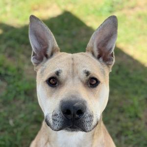 Bubba Gump Shrimp, American Staffordshire Terrier and German Shepherd Dog, adult, available for adoption