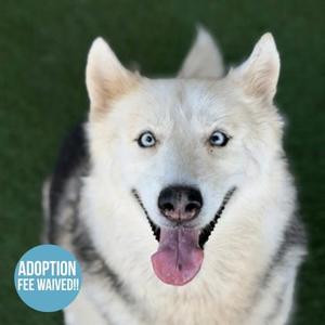 Luna May, Siberian Husky, adult, available for adoption