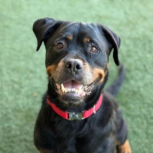 Nala, Rottweiler Mix, senior, available for adoption