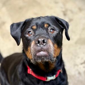 Nala, Rottweiler Mix, senior, available for adoption