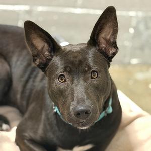 Astrid, Australian Kelpie Mix, adult, available for adoption